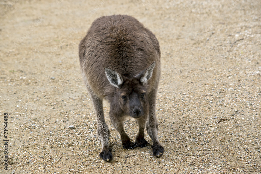 kangaroo-Island kangaroo kangaroo-Island kangaroo