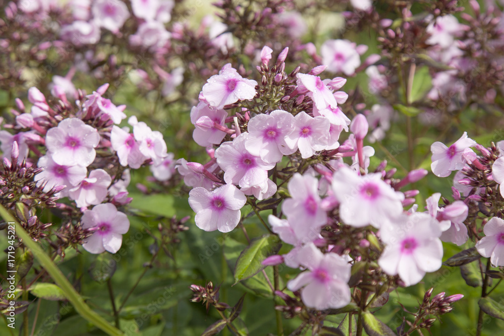 Fototapeta premium pink Phlox background