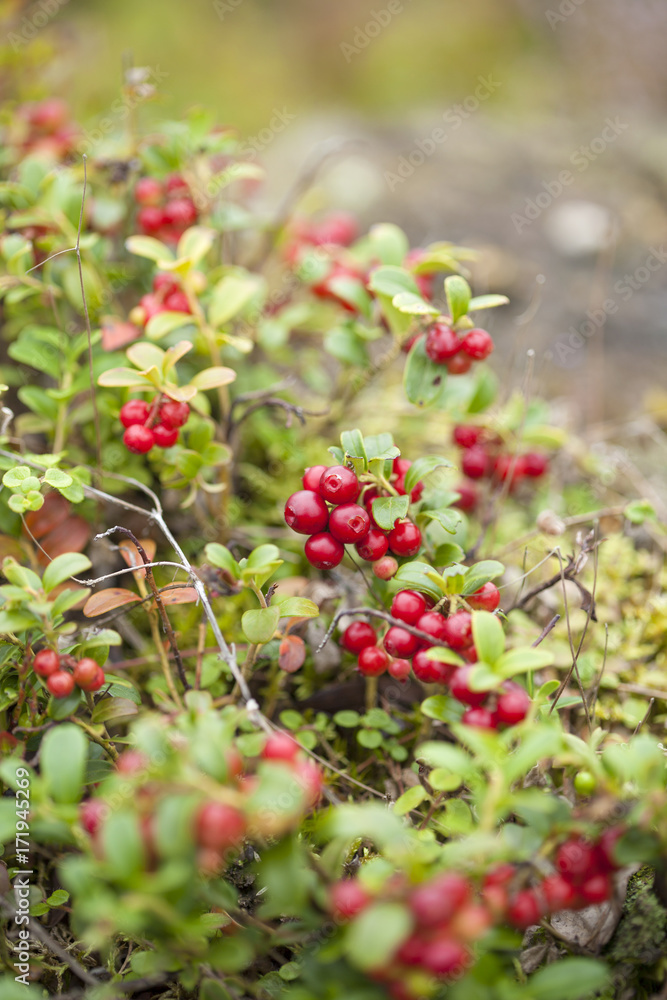 foraging background with edible berries