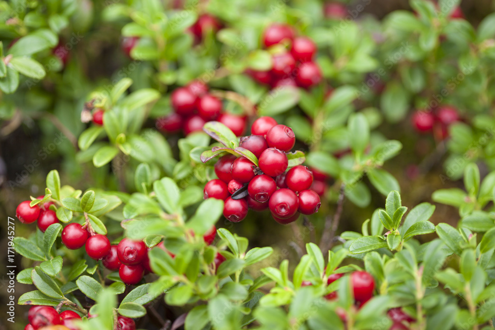 foraging background with edible berries foraging background with edible berries