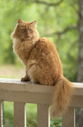 ginger cat sitting photo