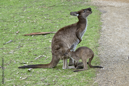 Billede på lærred kangaroo-Island kangaroo and joey