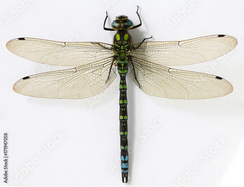 Close up Dragonfly on white background photo