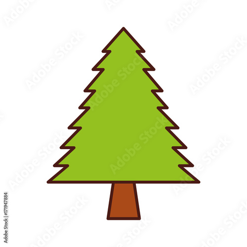 pine tree forest natural flora image vector illustration