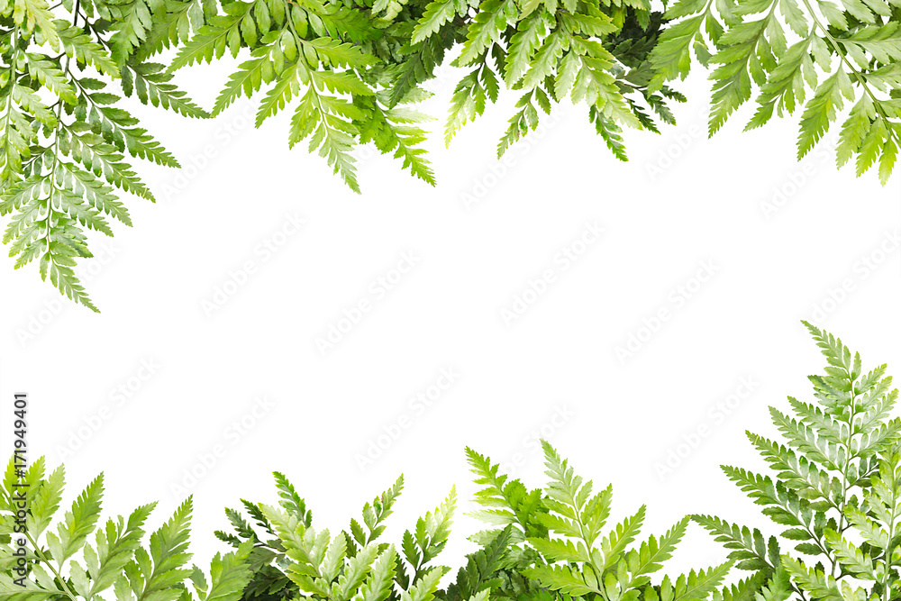 green leaves for frame on white background, nature border green leaves for frame on white background, nature border