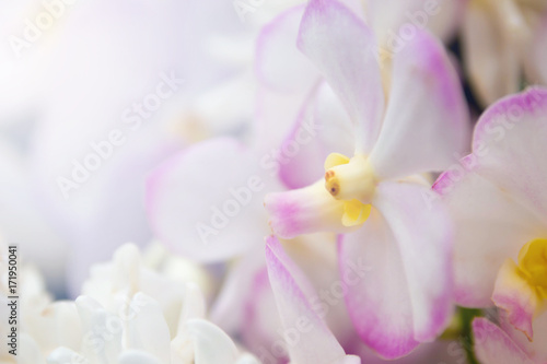 Fototapeta Naklejka Na Ścianę i Meble -  Orchid In The Garden With Bokeh Light, Bouquet Of Fresh Spring White Orchid And Soft Light Bokeh For Background.