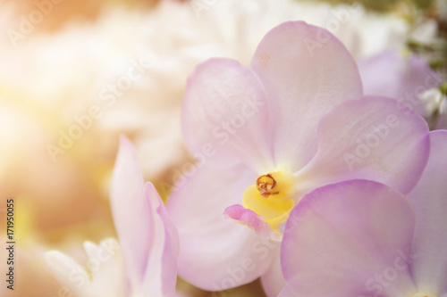 Orchid In The Garden With Bokeh Light  Bouquet Of Fresh Spring White Orchid And Soft Light Bokeh For Background.