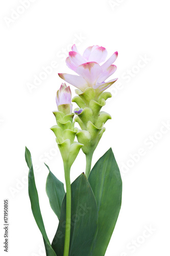 Curcuma Zanthorrhiza  Siam Tulip Curcuma Alismatifolia  Flower Isolated On White Background.