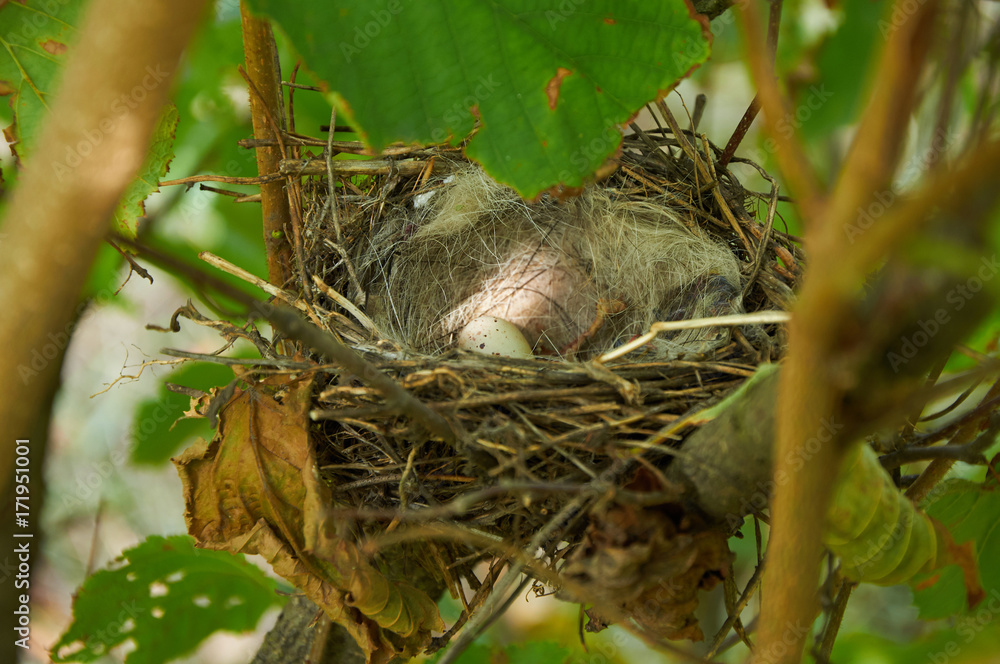 Bird nest with one egg in the bush Bird nest with one egg in the bush