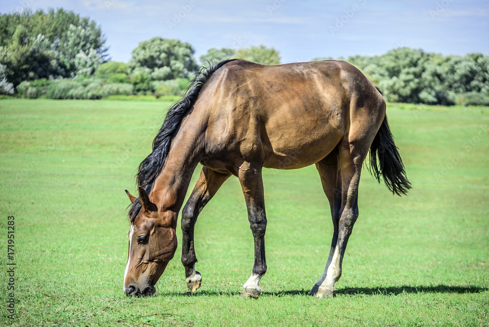 Beautiful horse grazes on a green pasture. Beautiful horse grazes on a green pasture.