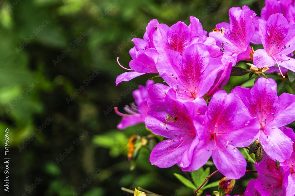 The azalea flowers is blossoming in spring  