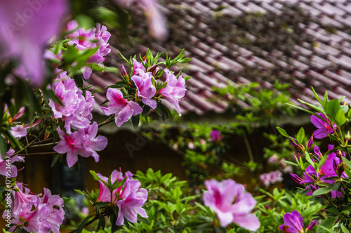 The azalea flowers is blossoming in spring  