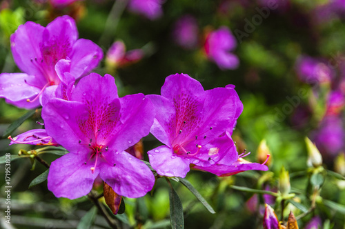 The azalea flowers is blossoming in spring  