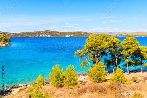 Fototapeta Naklejka Na Ścianę i Meble -  Green pine trees on beautiful sea coast near Sibenik town, Dalmatia, Croatia
