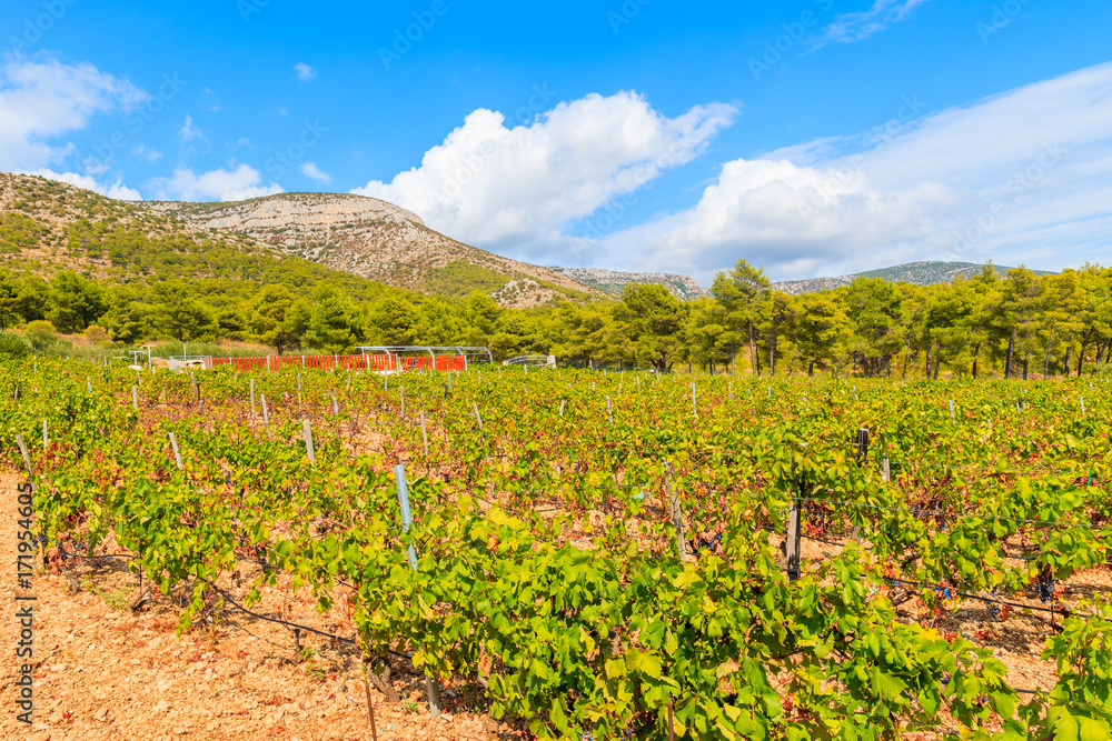 Vineyards in mountain landscape of Brac island near Bol town, Croatia