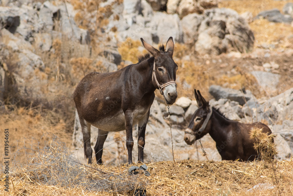 Two donkeys resting, Greece Rodhos Two donkeys resting, Greece Rodhos