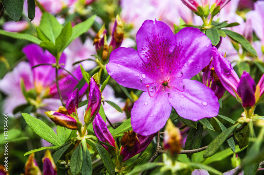 The azalea flowers is blossoming in spring 