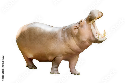 The hippopotamus is semi-aquatic (Hippopotamus amphibius) Isolated on white background