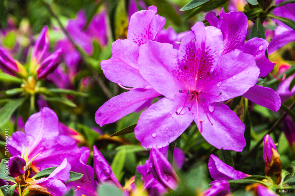 The azalea flowers is blossoming in spring The azalea flowers is blossoming in spring