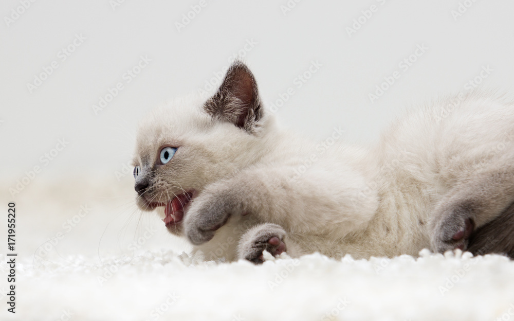 Fototapeta premium British kitten lies on a fluffy carpet
