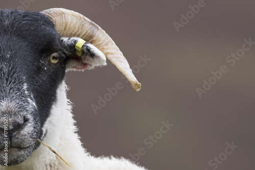 Tableau sur toile Scottish blackface sheep on the mountains, Ovis aries