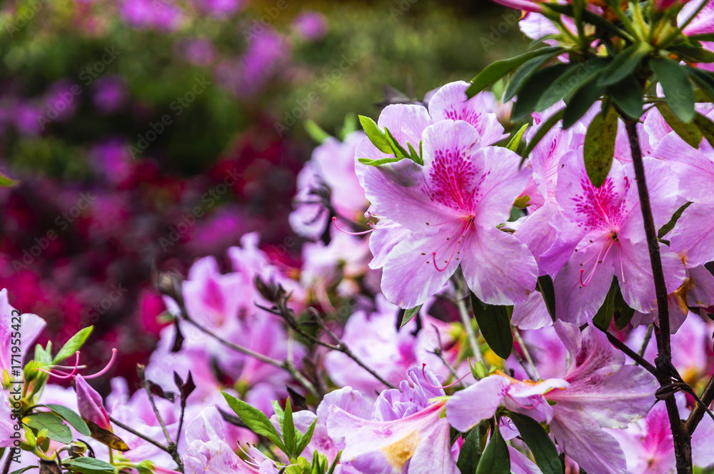 Fototapeta premium The azalea flowers is blossoming in spring 