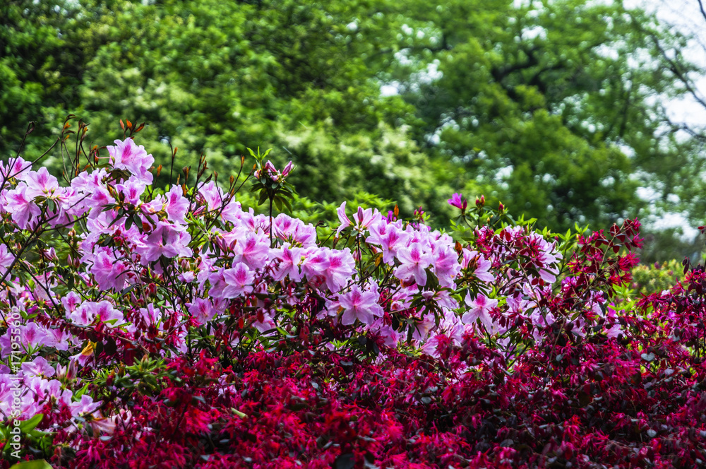 The azalea flowers is blossoming in spring The azalea flowers is blossoming in spring