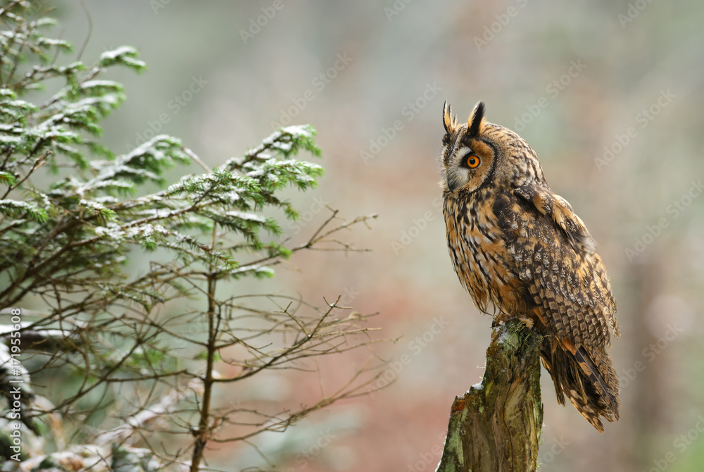 Obraz premium Long-eared Owl - Asio otus