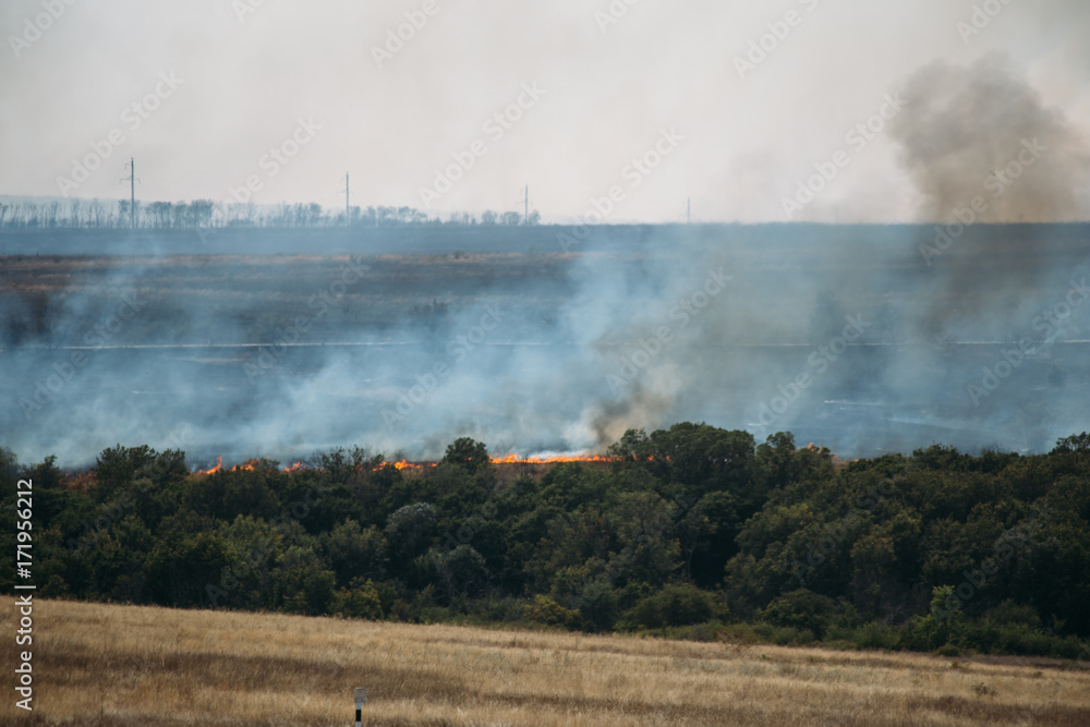 Fototapeta premium Fire in forest, smoke from wildfire