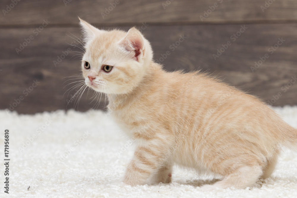 British kitten is standing on a fluffy carpet and a wooden background