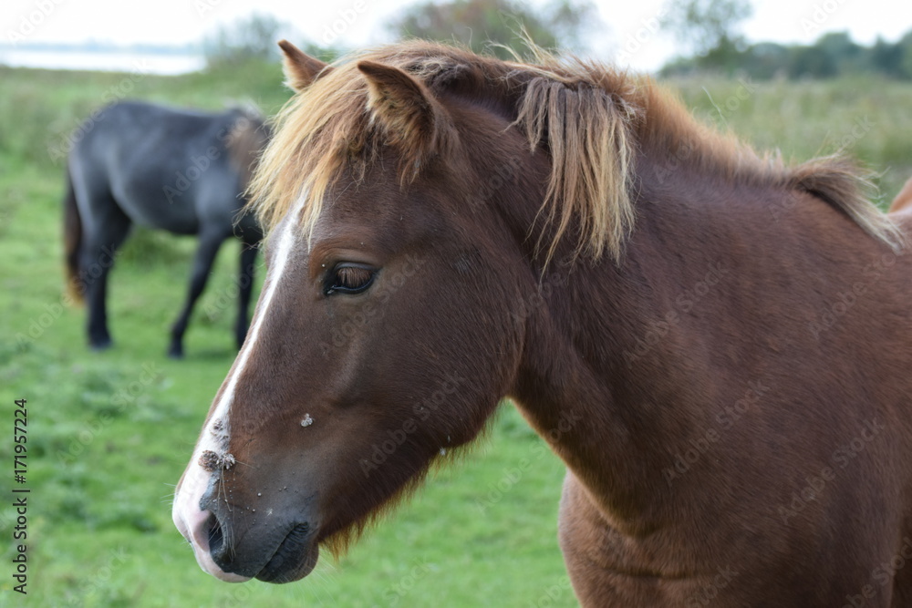 Fototapeta premium Horses in the meadow