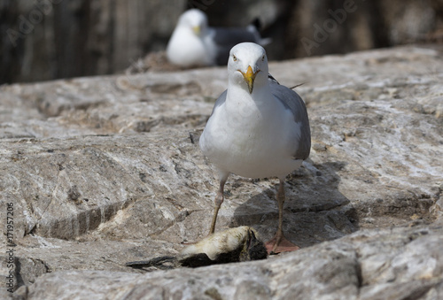 Herring gull killing a Guillemot chick photo