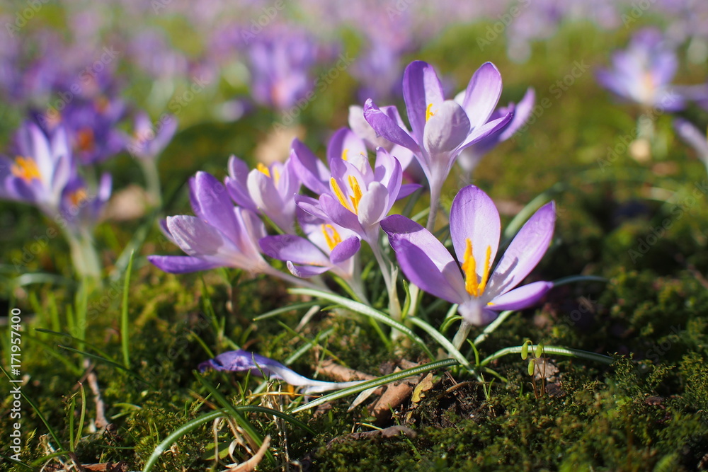 Krokus bricht durch Moos Krokus bricht durch Moos