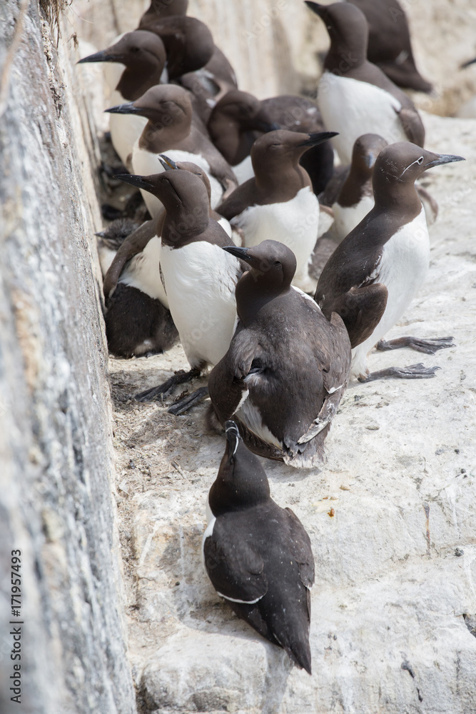 Obraz premium Large nesting seabird colony