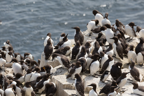 Large nesting seabird colony © fotogenix