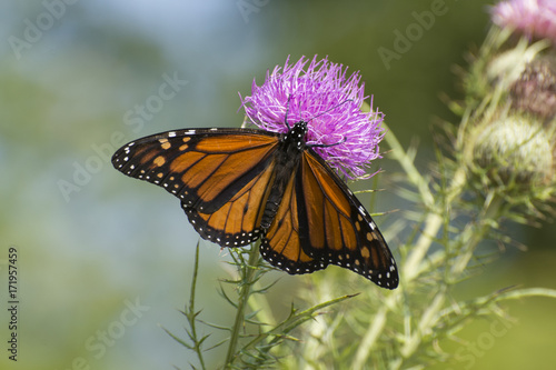 Butterfly 2017-114 / Monarch on thistle