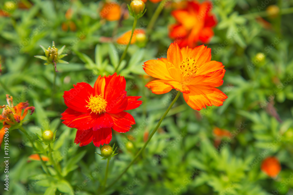 red and orange cosmos flower in green nature background. flower in garden. Natural flower in field. Mexican Aster Cosmos red and orange cosmos flower in green nature background. flower in garden. Natural flower in field. Mexican Aster Cosmos