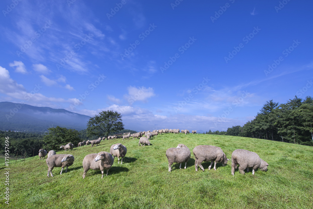 Group of Sheep on a Meadow