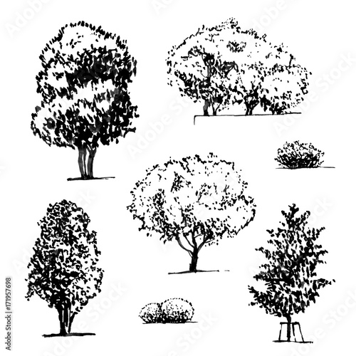 hand drawn set of graphic trees on white background