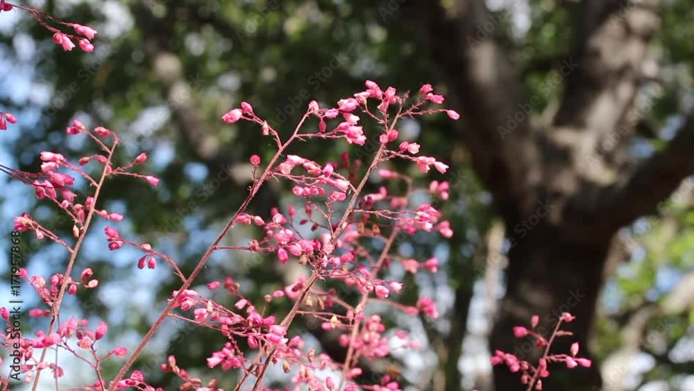 California Heuchera Pink Coral Bell Flowers Closeup California Heuchera Pink Coral Bell Flowers Closeup