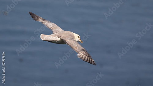 Fulmar in flight over the sea © fotogenix