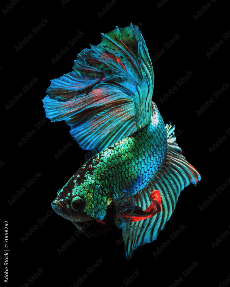 Obraz premium Rainbow