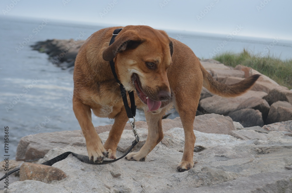 Tan dog smiling and playing at the beach Tan dog smiling and playing at the beach