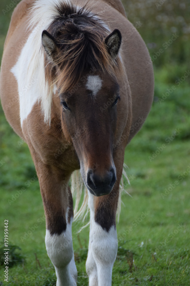 Horses in the meadow