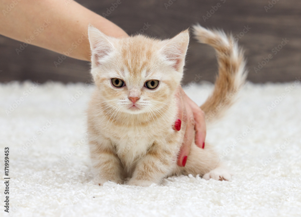 British kitten on a fluffy carpet