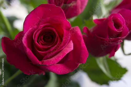 Closeup of hot pink rose