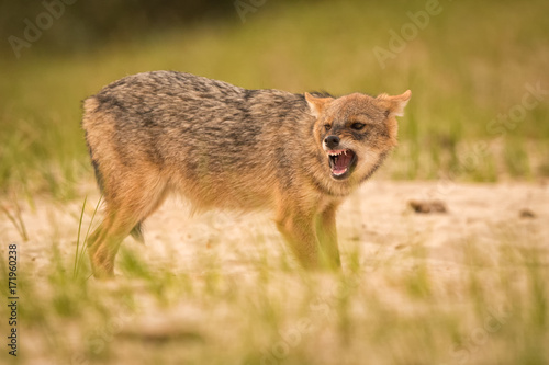 European Golden jackal growling photo