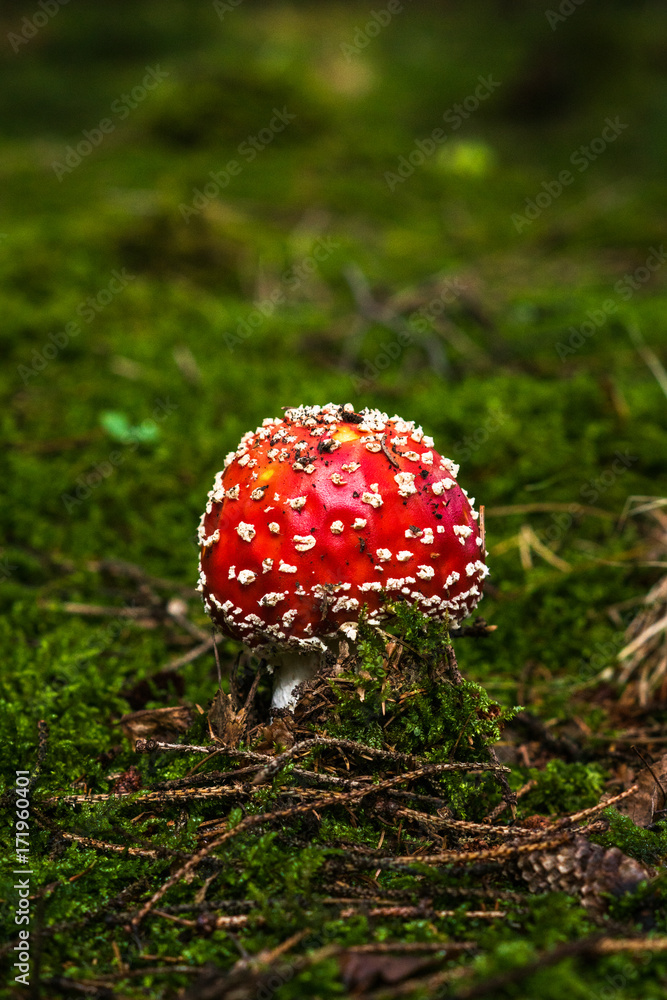 mushroom