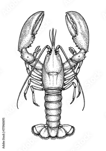 Fotografiet Ink sketch of lobster.