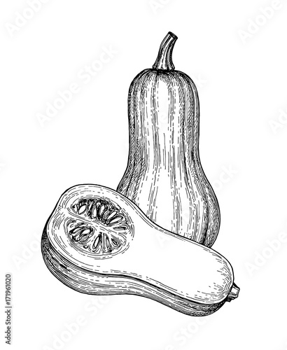 Ink sketch of butternut squash